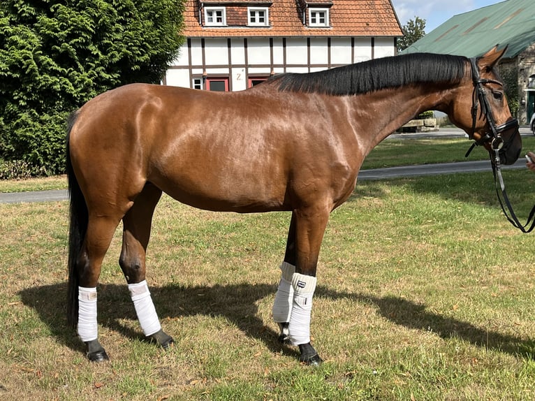 Hannoveraner Stute 4 Jahre 168 cm Brauner in Hamm