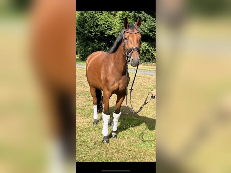 Hannoveraner Stute 4 Jahre 168 cm Brauner in Hamm