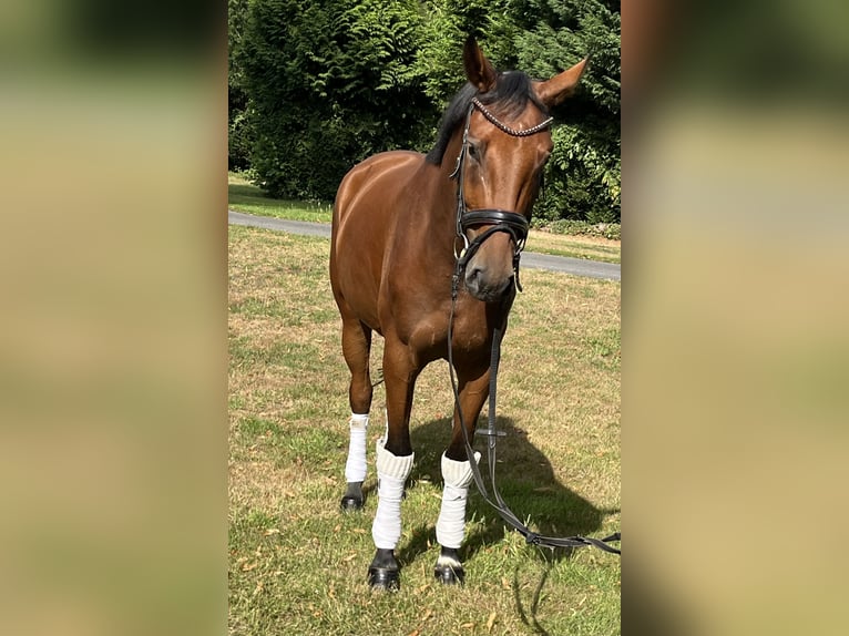 Hannoveraner Stute 4 Jahre 168 cm Brauner in Hamm