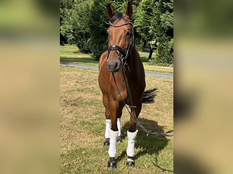 Hannoveraner Stute 4 Jahre 168 cm Brauner in Hamm