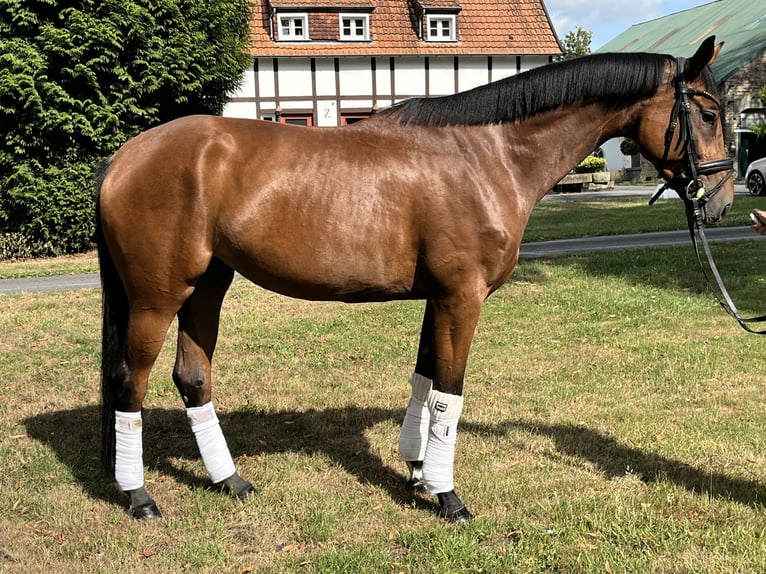 Hannoveraner Stute 4 Jahre 168 cm Brauner in Hamm