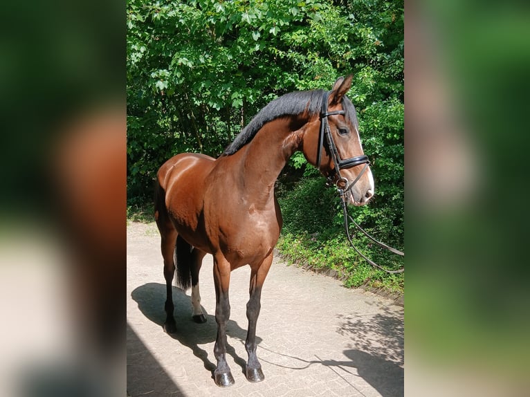 Hannoveraner Stute 4 Jahre 168 cm Brauner in Kirchdorf