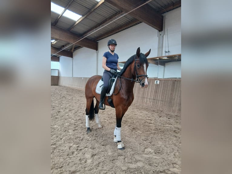 Hannoveraner Stute 4 Jahre 168 cm Brauner in Kirchdorf