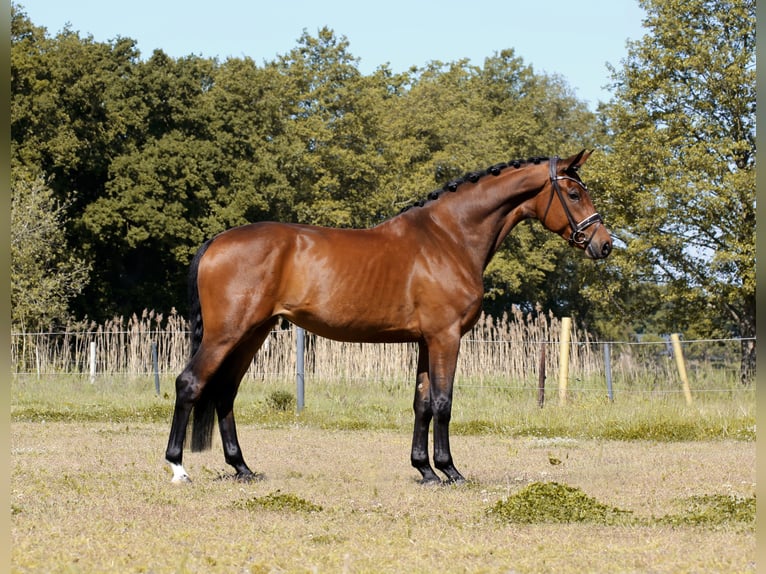 Hannoveraner Stute 4 Jahre 168 cm Brauner in Nordhorn