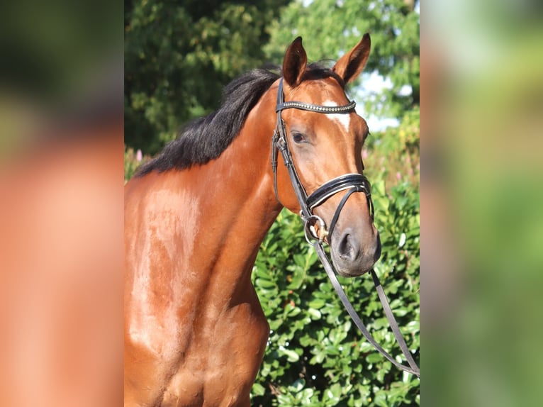 Hannoveraner Stute 4 Jahre 168 cm Brauner in Selsingen