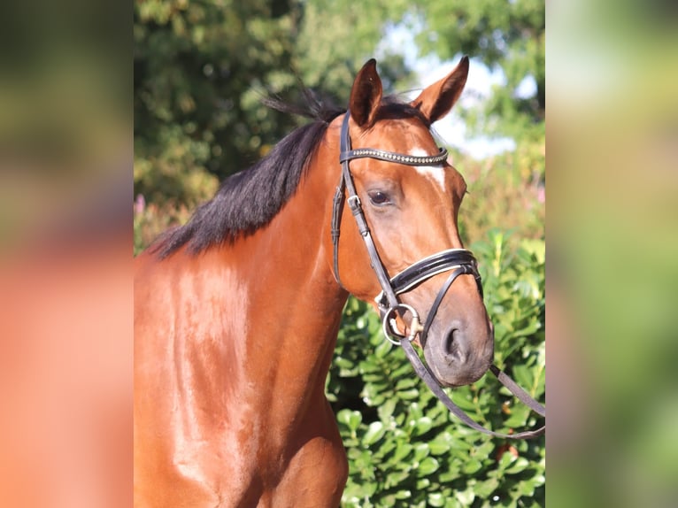 Hannoveraner Stute 4 Jahre 168 cm Brauner in Selsingen