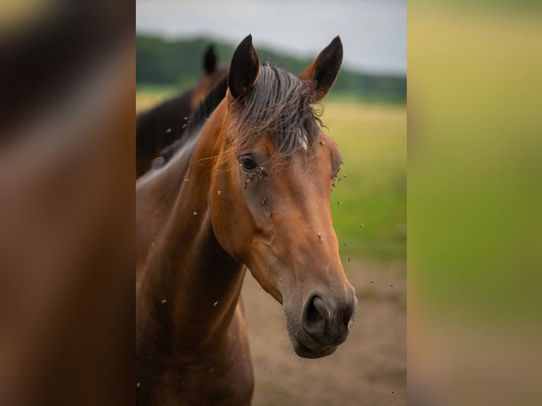 Hannoveraner Stute 4 Jahre 168 cm Brauner in Ostercappeln