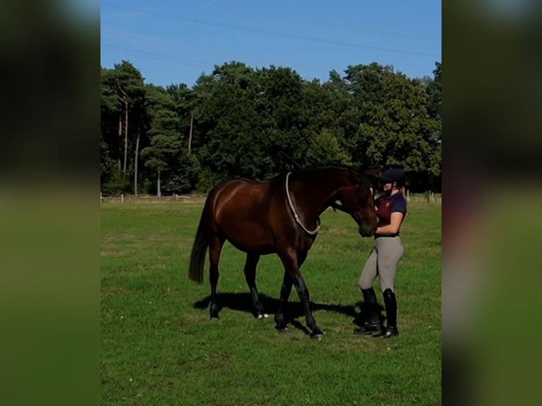 Hannoveraner Stute 4 Jahre 168 cm Brauner in Ostercappeln