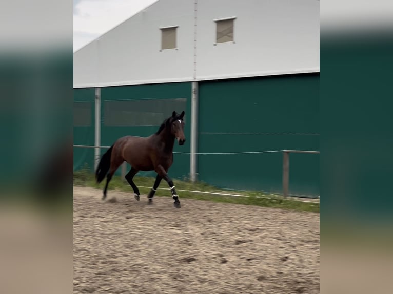 Hannoveraner Stute 4 Jahre 168 cm Brauner in Ostercappeln