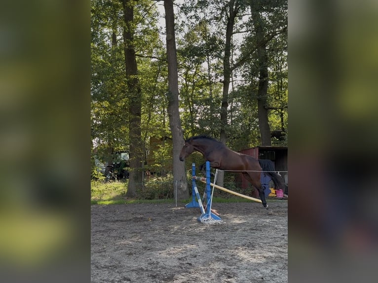 Hannoveraner Stute 4 Jahre 168 cm Brauner in Ostercappeln