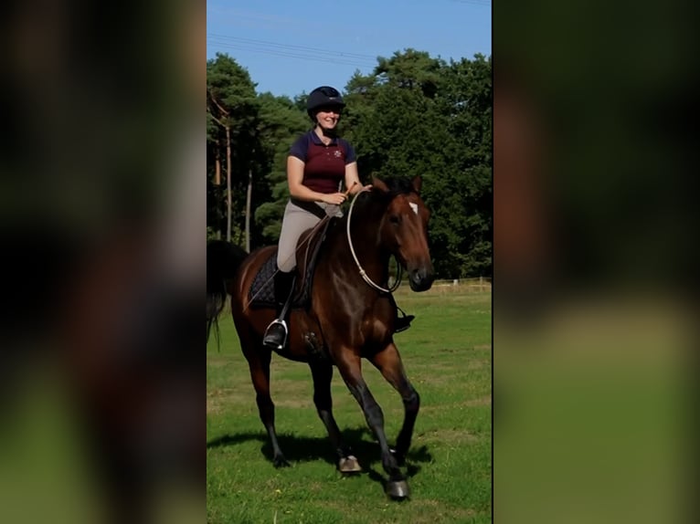 Hannoveraner Stute 4 Jahre 168 cm Brauner in Ostercappeln