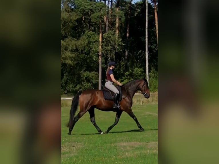 Hannoveraner Stute 4 Jahre 168 cm Brauner in Ostercappeln
