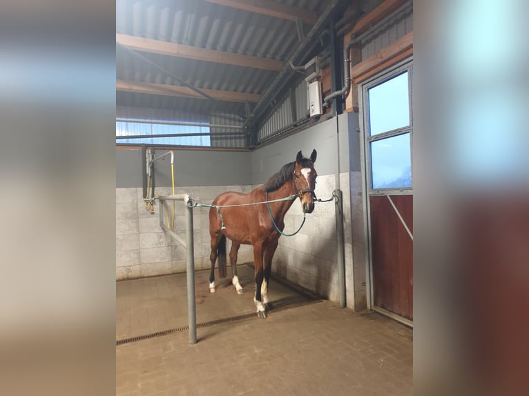 Hannoveraner Stute 4 Jahre 168 cm Brauner in Hamersen