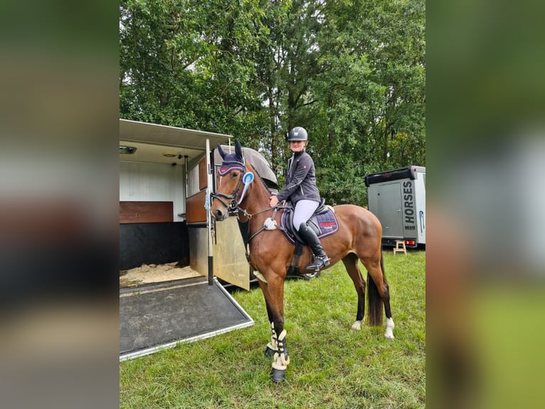 Hannoveraner Stute 4 Jahre 168 cm Brauner in Hamersen