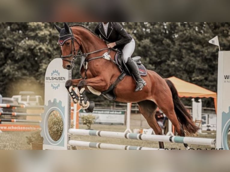 Hannoveraner Stute 4 Jahre 168 cm Brauner in Hamersen