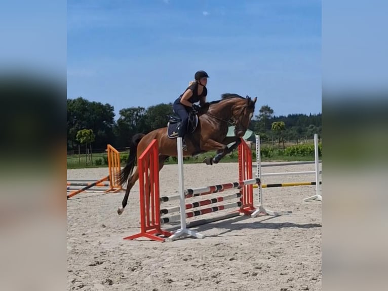Hannoveraner Stute 4 Jahre 168 cm Brauner in Hamersen