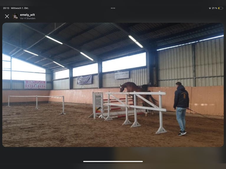 Hannoveraner Stute 4 Jahre 168 cm Brauner in Hamersen