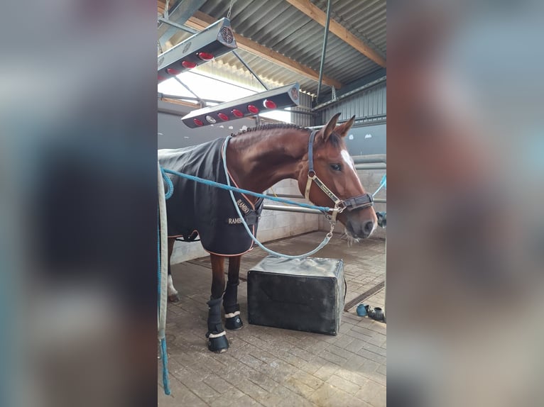 Hannoveraner Stute 4 Jahre 168 cm Brauner in Hamersen