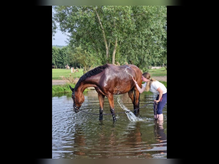 Hannoveraner Stute 4 Jahre 168 cm Brauner in Hamersen