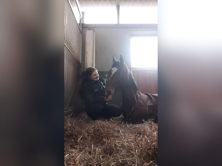Hannoveraner Stute 4 Jahre 168 cm Brauner in Hamersen