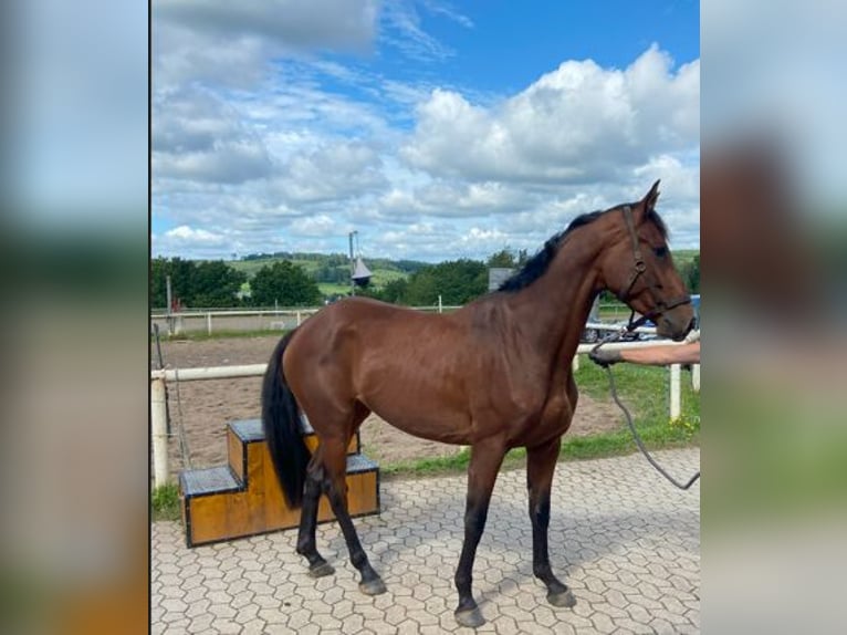 Hannoveraner Stute 4 Jahre 168 cm Brauner in Drolshagen