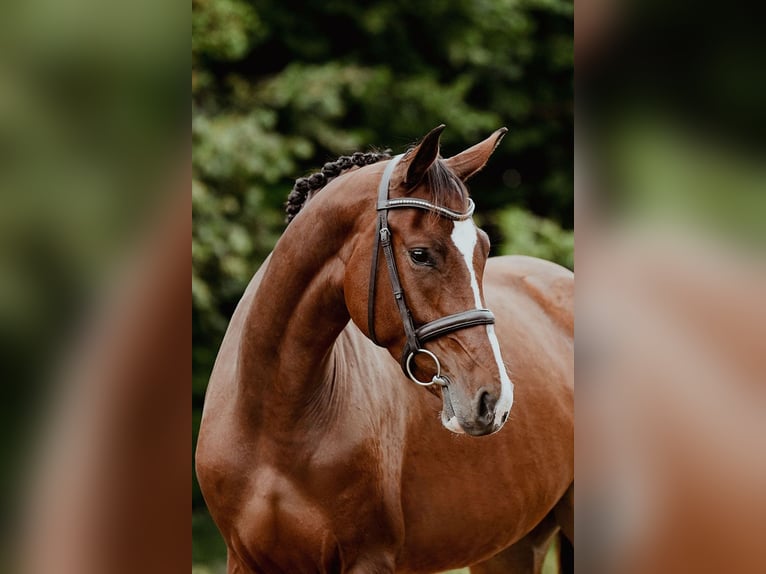 Hannoveraner Stute 4 Jahre 168 cm Brauner in Riedstadt