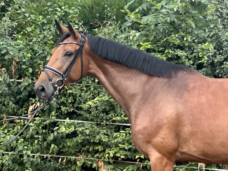 Hannoveraner Stute 4 Jahre 168 cm Brauner in Hohenhameln