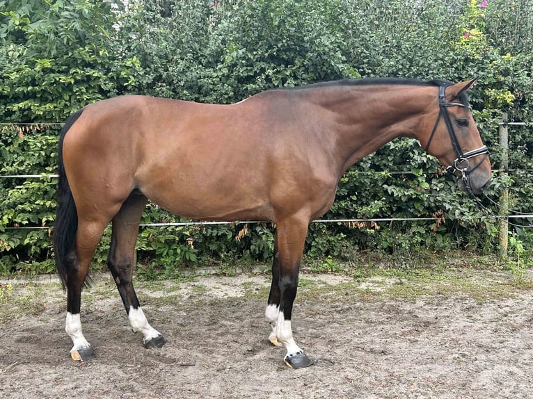 Hannoveraner Stute 4 Jahre 168 cm Brauner in Hohenhameln