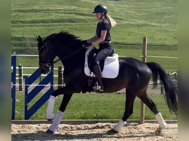 Hannoveraner Stute 4 Jahre 168 cm Dunkelbrauner in Heiligenberg Hannoveraner Stute 4 Jahre 168 cm Dunkelbrauner in Heiligenberg