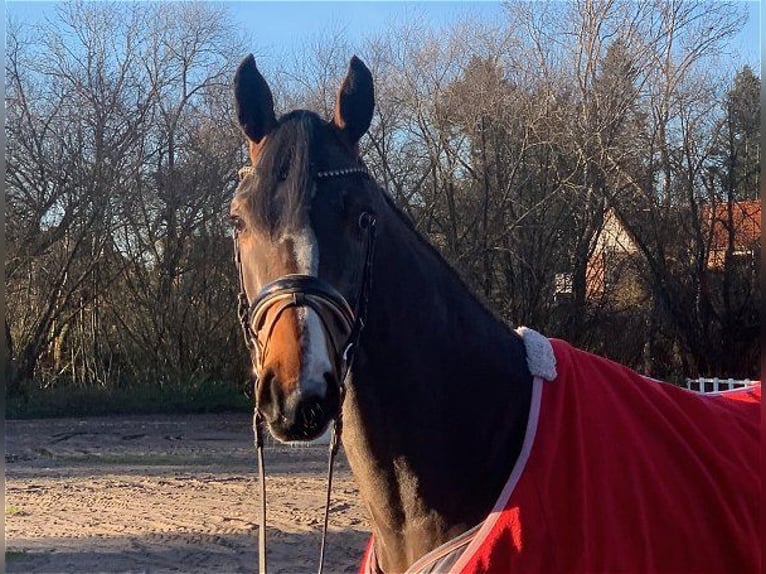 Hannoveraner Stute 4 Jahre 168 cm Dunkelbrauner in Verden (Aller)