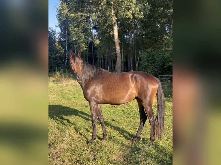 Hannoveraner Stute 4 Jahre 168 cm Dunkelbrauner in Gifhorn