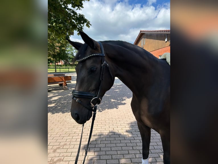 Hannoveraner Stute 4 Jahre 168 cm Dunkelbrauner in Lilienthal