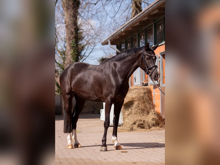 Hannoveraner Stute 4 Jahre 168 cm Dunkelbrauner in Oerel