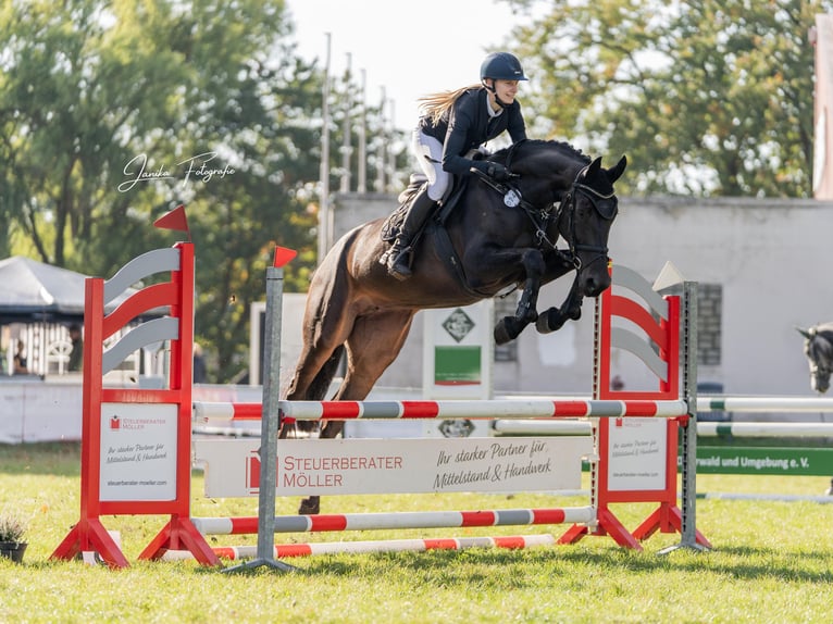 Hannoveraner Stute 4 Jahre 168 cm Dunkelbrauner in Verden (Aller)