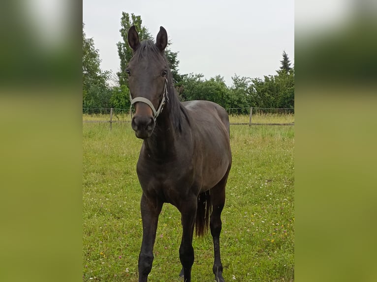 Hannoveraner Stute 4 Jahre 168 cm Dunkelbrauner in St. Georgen