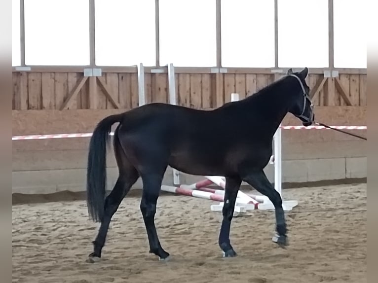 Hannoveraner Stute 4 Jahre 168 cm Dunkelbrauner in St. Georgen