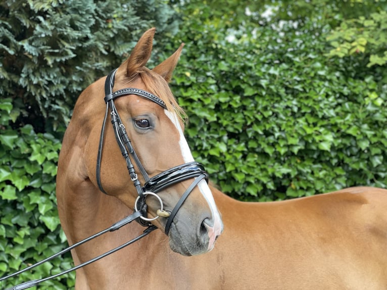 Hannoveraner Stute 4 Jahre 168 cm Dunkelfuchs in Verden (Aller)