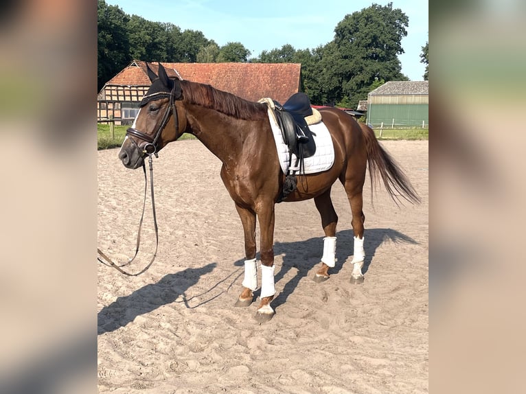 Hannoveraner Stute 4 Jahre 168 cm Dunkelfuchs in Kirchlinteln