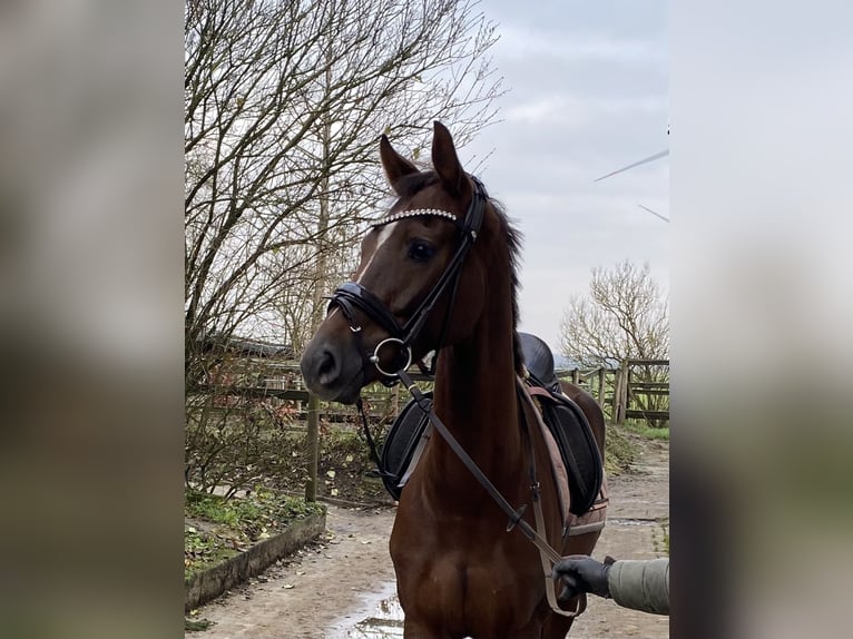 Hannoveraner Stute 4 Jahre 168 cm Dunkelfuchs in Achim