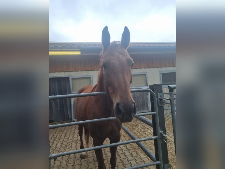 Hannoveraner Stute 4 Jahre 168 cm Fuchs in Baar Schwaben