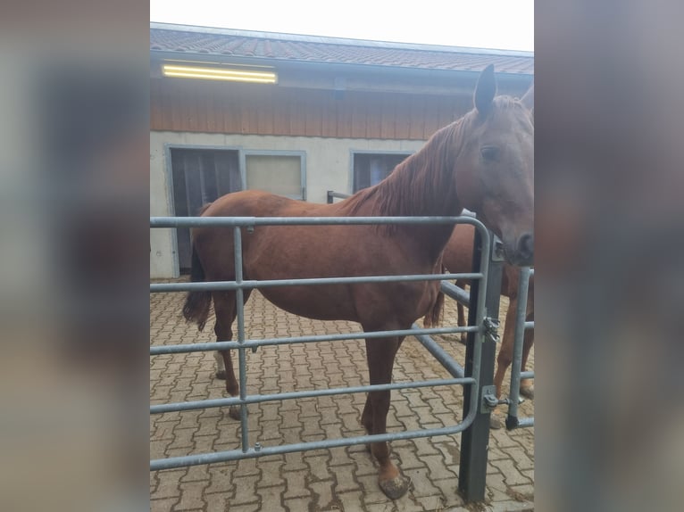 Hannoveraner Stute 4 Jahre 168 cm Fuchs in Baar Schwaben