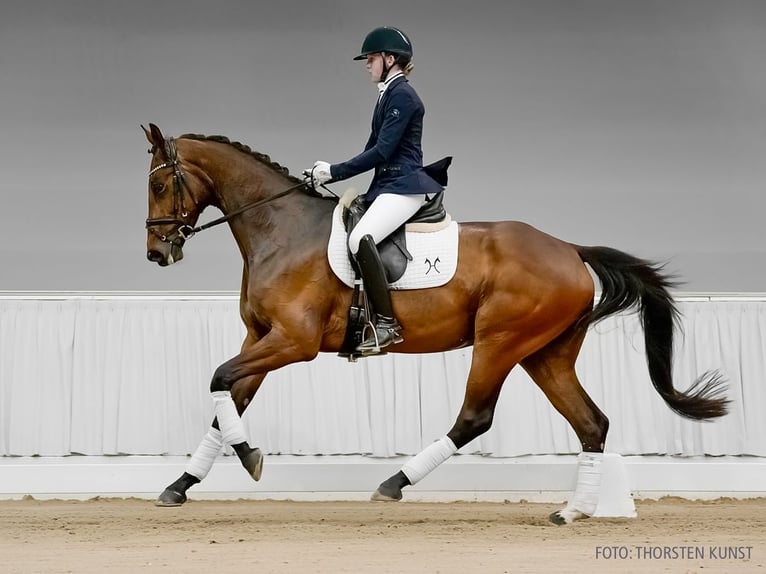 Hannoveraner Stute 4 Jahre 168 cm Fuchs in Verden
