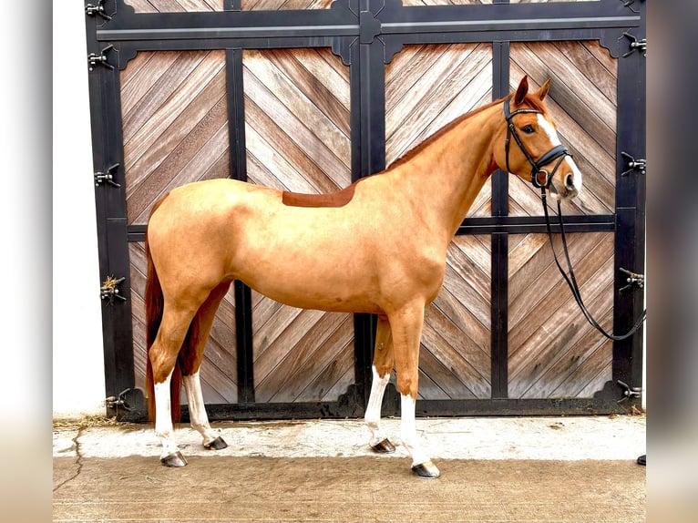 Hannoveraner Stute 4 Jahre 168 cm Fuchs in Lienen