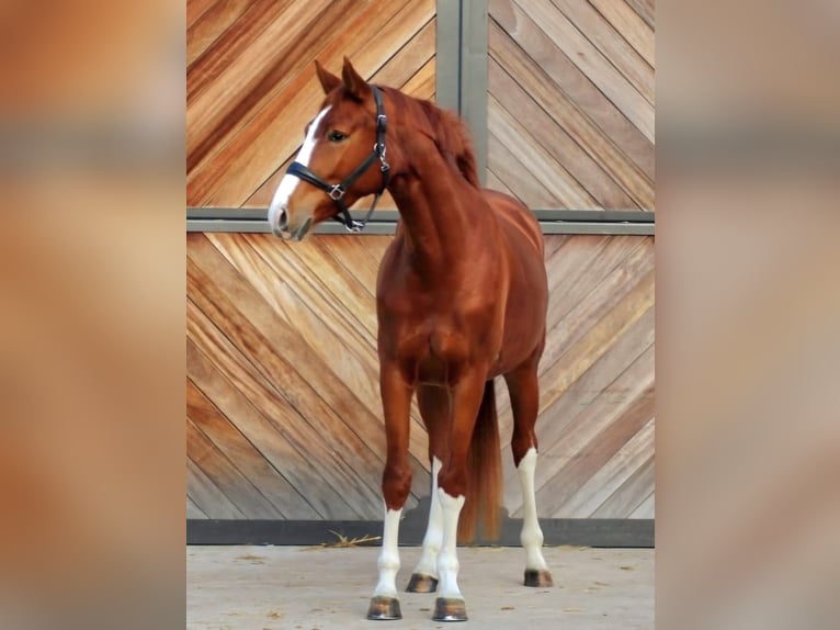 Hannoveraner Stute 4 Jahre 168 cm Fuchs in Lienen