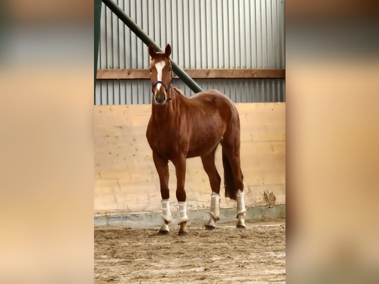 Hannoveraner Stute 4 Jahre 168 cm Fuchs in Wolfsburg