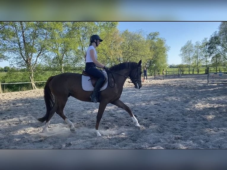 Hannoveraner Stute 4 Jahre 168 cm Fuchs in Moormerland