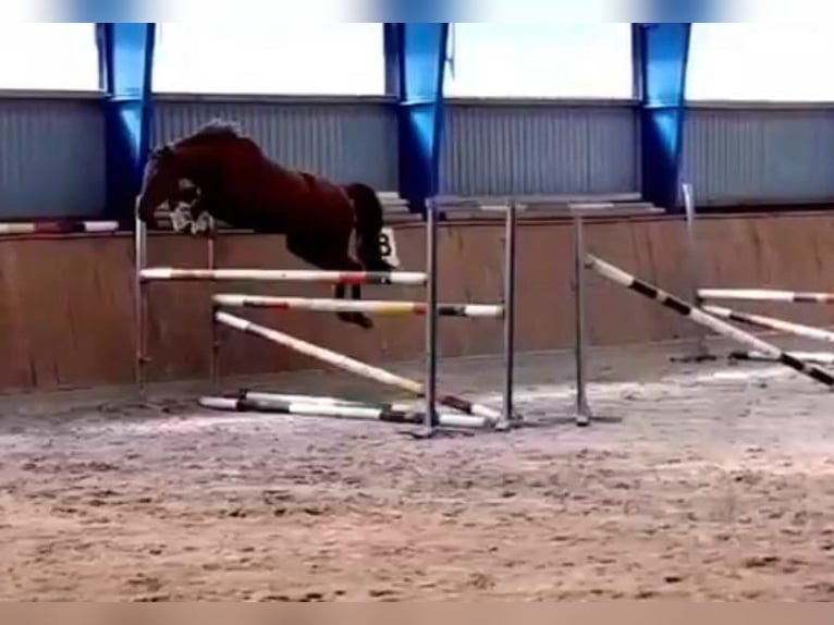 Hannoveraner Stute 4 Jahre 168 cm Fuchs in Uetze