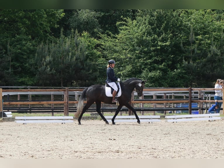 Hannoveraner Stute 4 Jahre 168 cm Kann Schimmel werden in Lohne (Oldenburg)