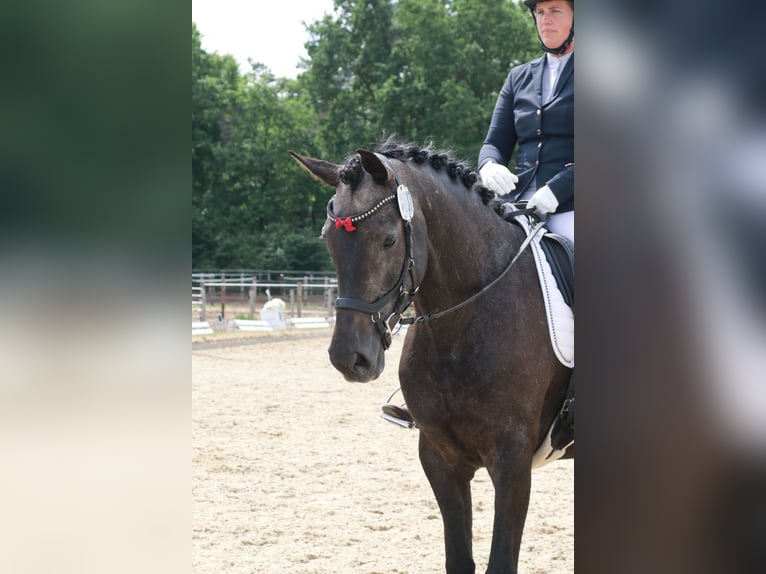 Hannoveraner Stute 4 Jahre 168 cm Kann Schimmel werden in Lohne (Oldenburg)
