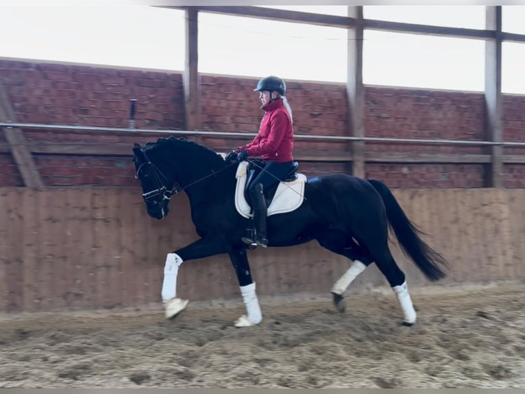 Hannoveraner Stute 4 Jahre 168 cm Rappe in Ascheberg